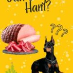 can dogs eat ham